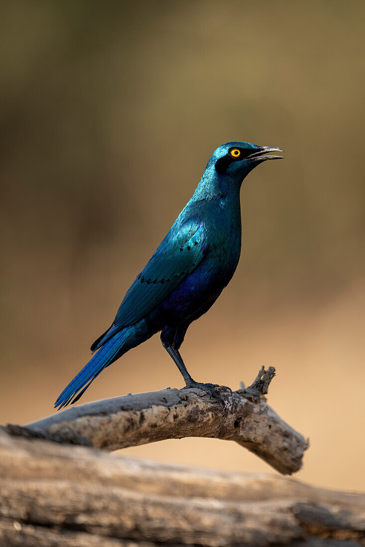 Nahaufnahme eines Blauohrstars (Lamprotornis chalybaeus), der auf einem toten Ast im Sonnenschein steht, im Chobe-Nationalpark, Chobe, Botsuana