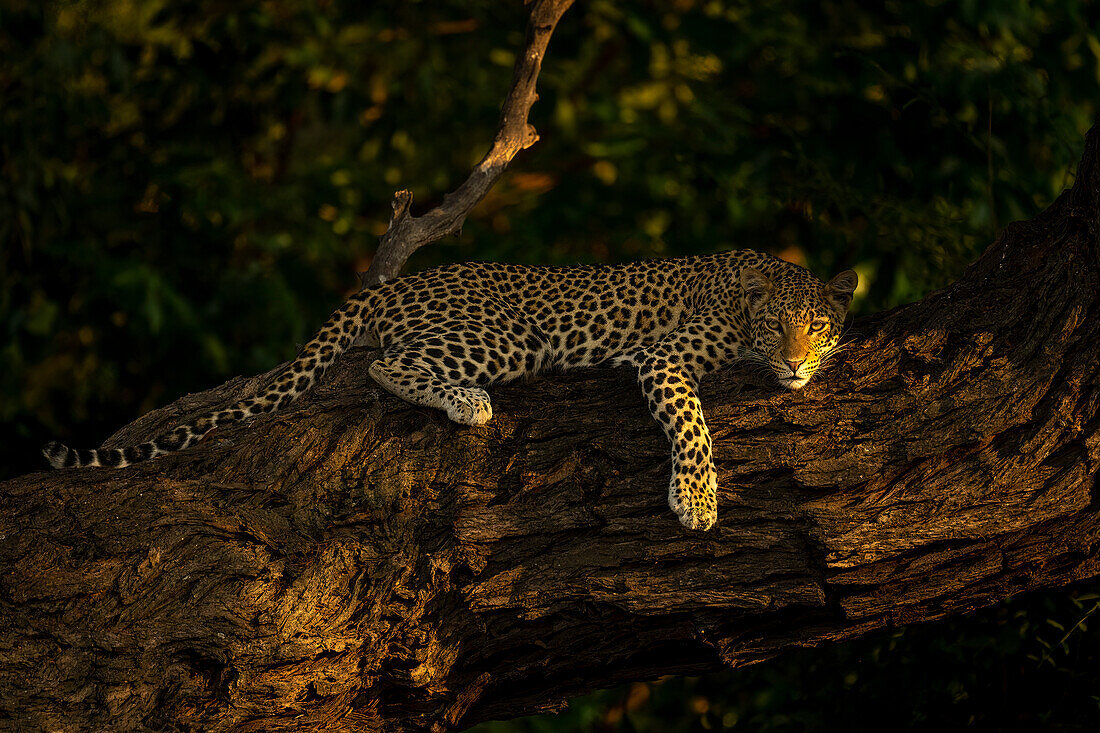 Portrait of a leopard (Panthera pardus) lying on a thick tree branch,letting its front leg dangle down and watching camera in Chobe National Park,Chobe,Botswana