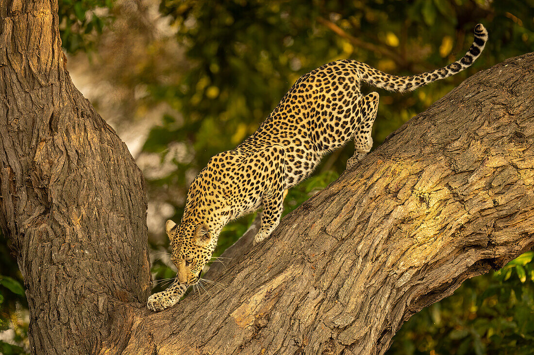Leopard (Panthera pardus) klettert im Schatten eines gegabelten Baumes im Chobe-Nationalpark, Chobe, Botswana