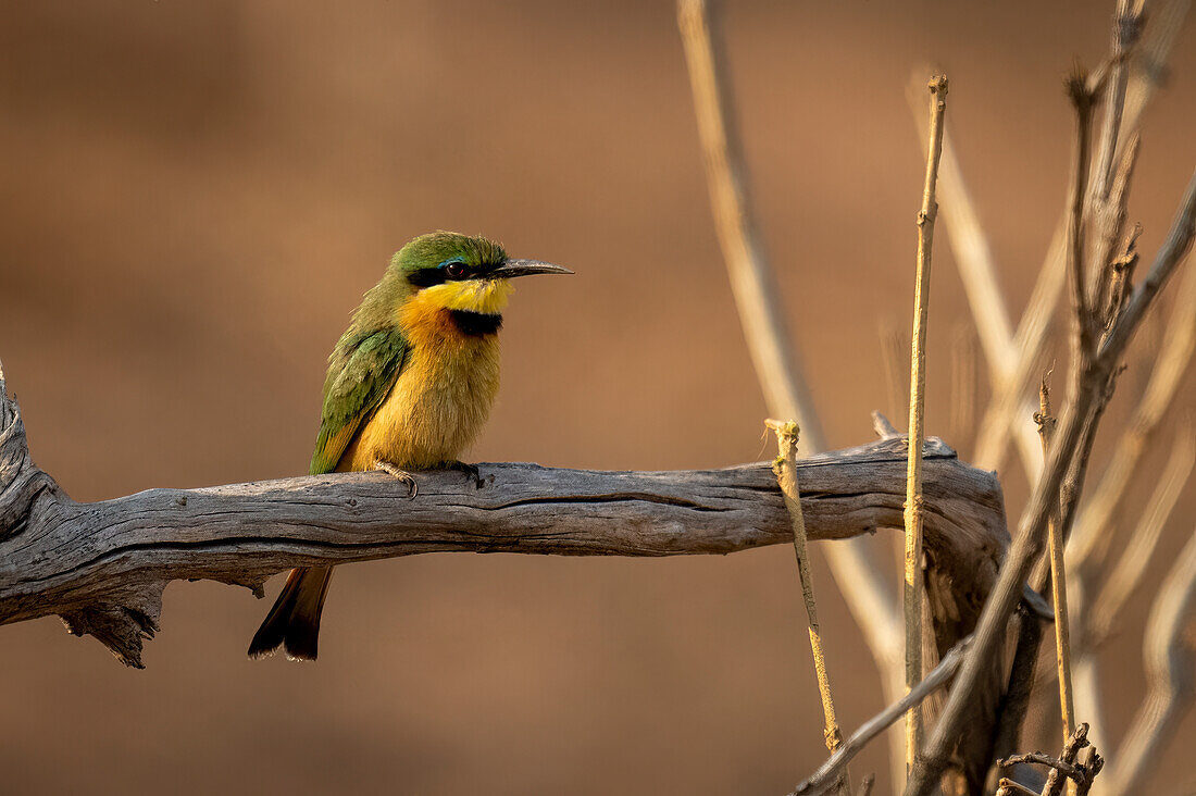 Nahaufnahme eines Bienenfressers (Merops pusillus) auf einem toten Ast im Scheinwerferlicht im Chobe-Nationalpark, Chobe, Botswana