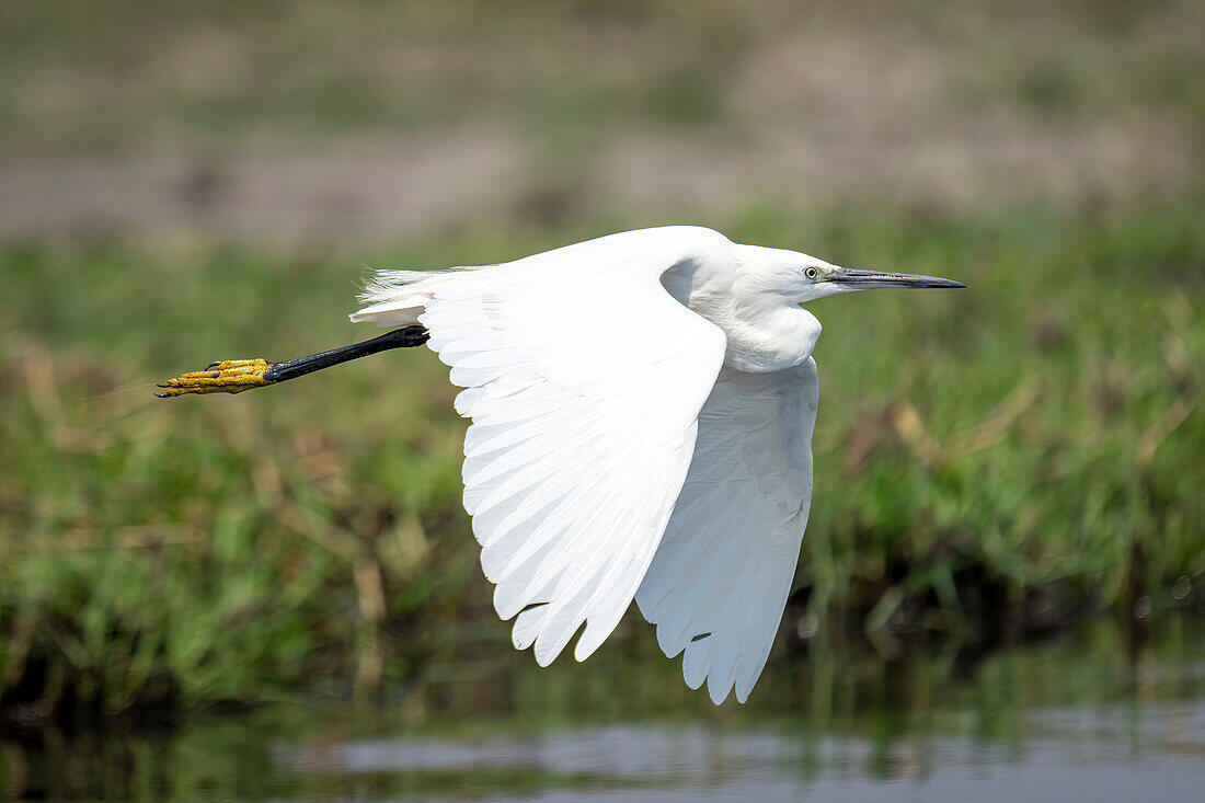 Close-up of a little white egret,(Egretta garzetta) flying over river lowering its wings in Chobe National Park,Chobe,Botswana