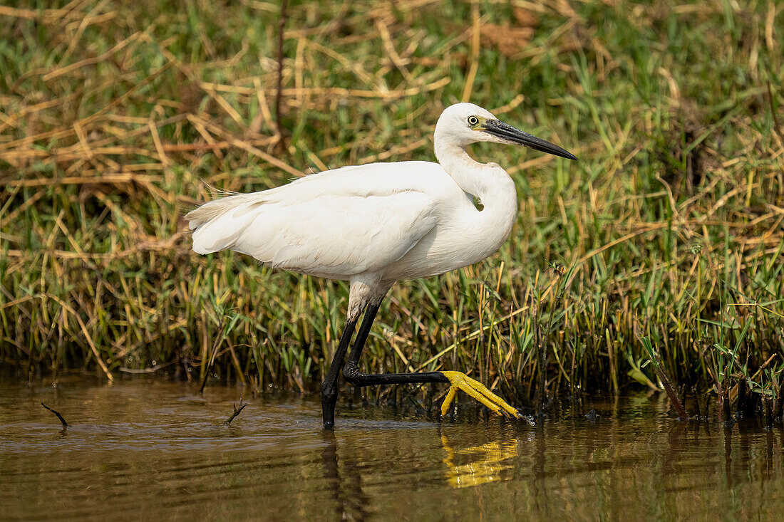 Close-up of a little white egret,(Egretta garzetta) wading in the shallows close to shore,lifting foot,Chobe National Park,Chobe,Botswana