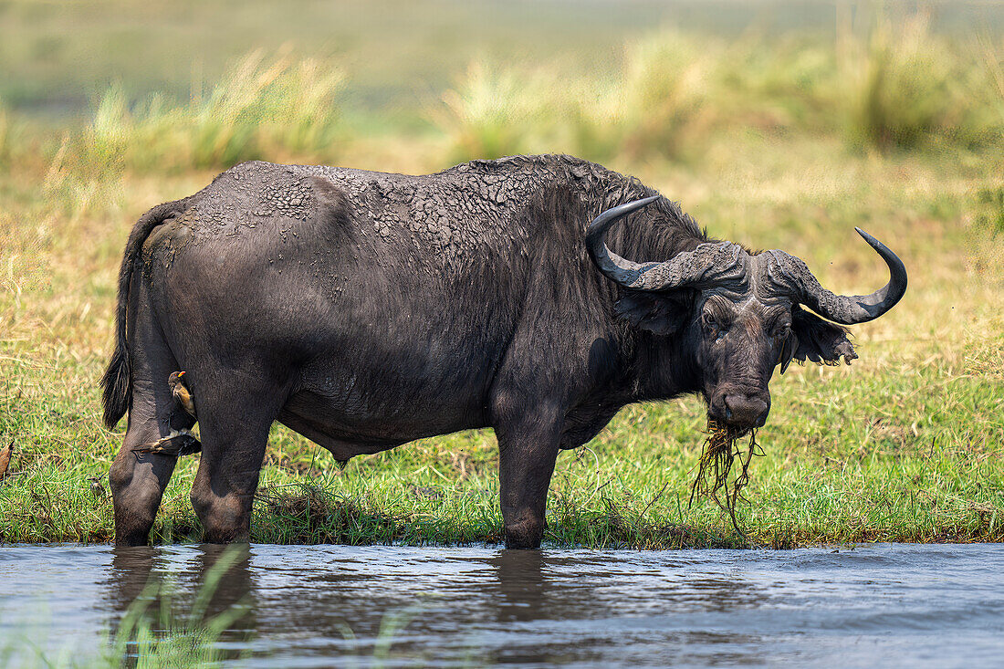 Porträt eines schlammigen Kaffernbüffels (Syncerus caffer), der im seichten Wasser steht, Flussgras frisst und in die Kamera schaut, im Chobe-Nationalpark, Chobe, Botswana