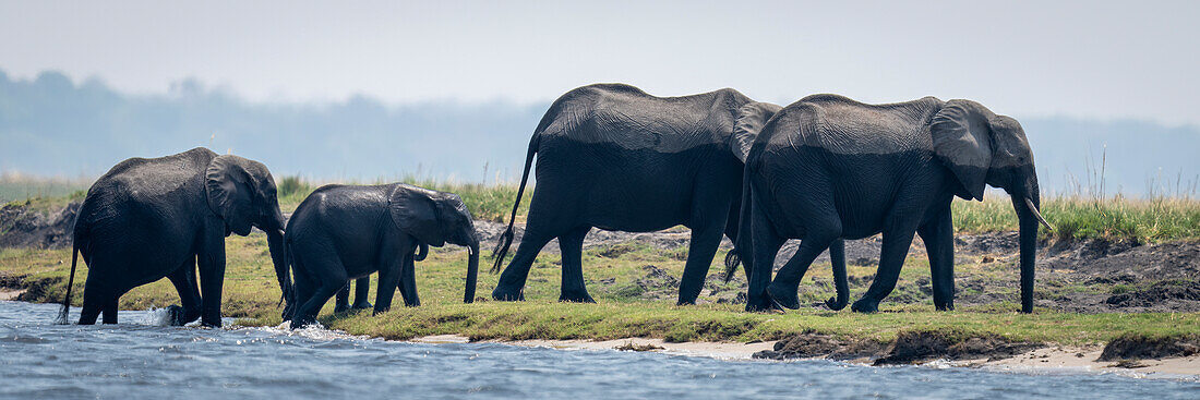Panorama einer Herde afrikanischer Buschelefanten (Loxodonta africana), die einen Fluss überqueren und das Ufer erreichen, im Chobe-Nationalpark, Chobe, Botsuana