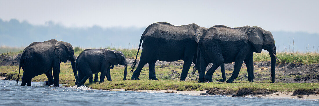 Panorama of herd of African bush elephants (Loxodonta africana) walking in the water crossing a river and reaching the shore in Chobe National Park,Chobe,Botswana