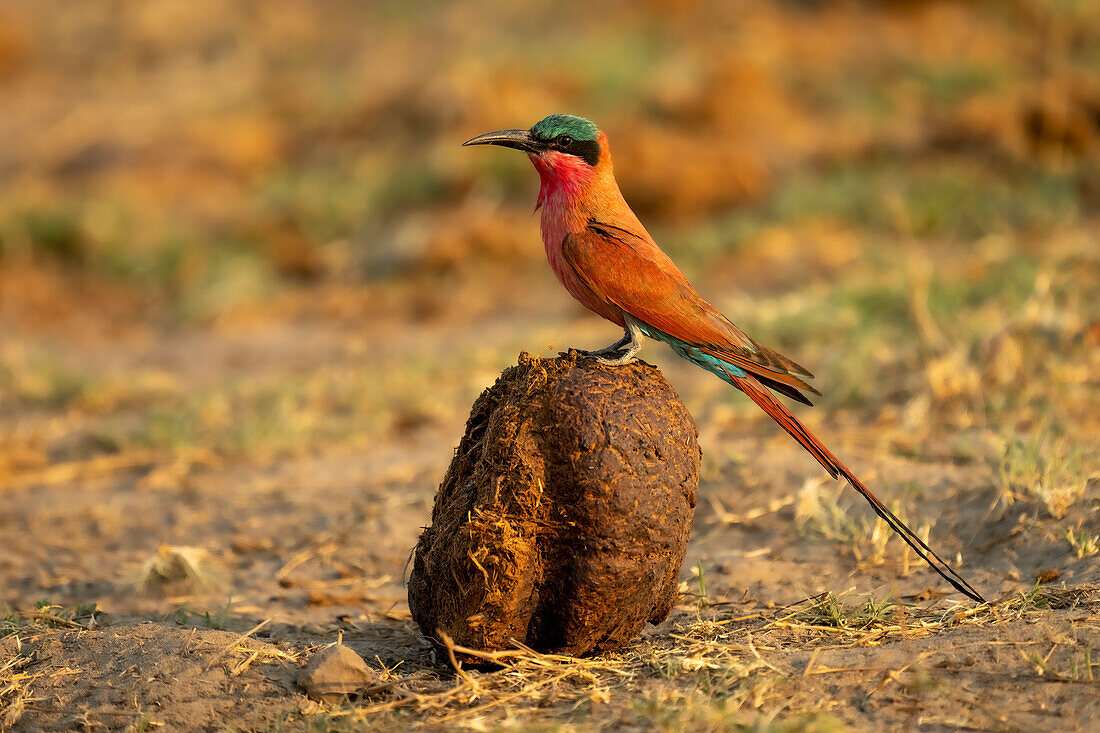 Nahaufnahme eines Südlichen Karminbienenfressers (Merops nubicoides), der im Profil auf Elefantendung hockt,Chobe-Nationalpark,Chobe,Botsuana