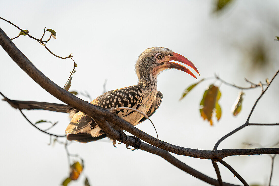 Close-up portrait of a southern red-billed hornbill,(Tockus rufirostris) opens beak,perched on a tree branch,Chobe National Park,Chobe,Botswana