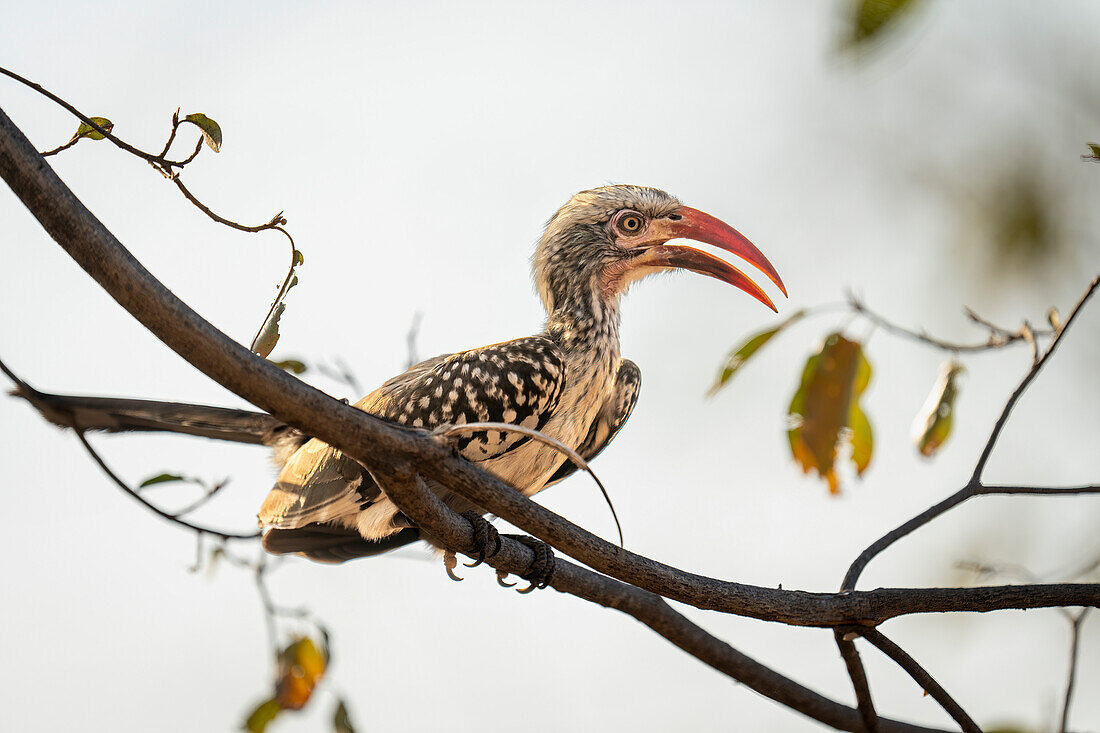Nahaufnahme eines südlichen Rotschnabel-Hornvogels (Tockus rufirostris) mit geöffnetem Schnabel, auf einem Ast sitzend, Chobe-Nationalpark, Chobe, Botsuana