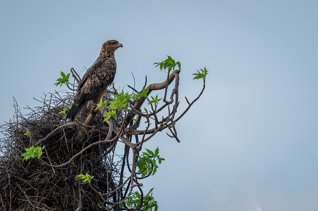 Ein Weißkopfseeadler (Aquila rapax) schaut aus einer belaubten Baumkrone gegen einen klaren, blauen Himmel im Chobe-Nationalpark, Chobe, Botswana