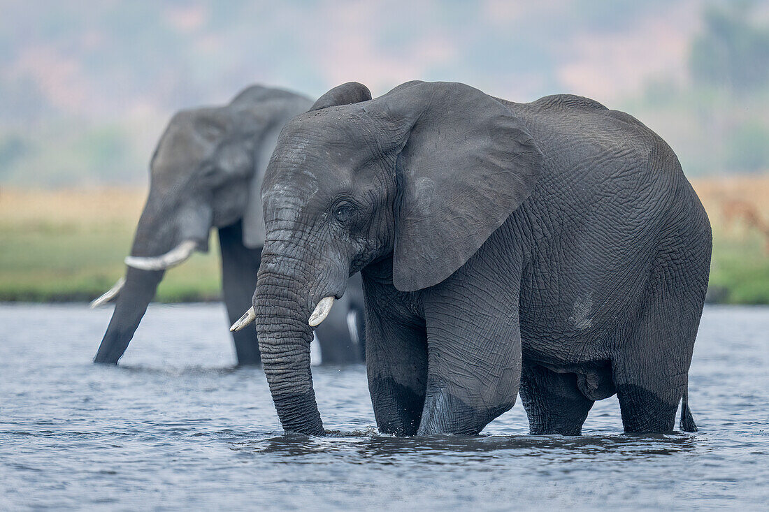 Close-up of two,African bush elephants (Loxodonta africana) standing in the river,drinking water in Chobe National Park,Chobe,Botswana