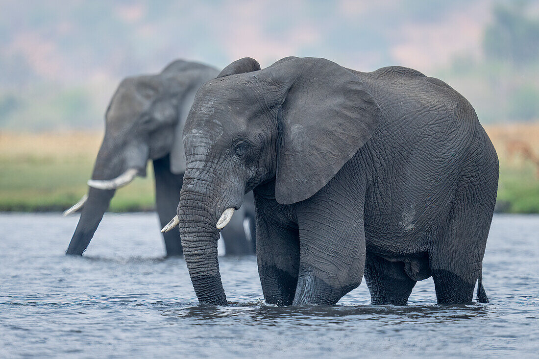 Nahaufnahme von zwei afrikanischen Buschelefanten (Loxodonta africana), die im Fluss stehen und Wasser trinken, im Chobe-Nationalpark, Chobe, Botsuana