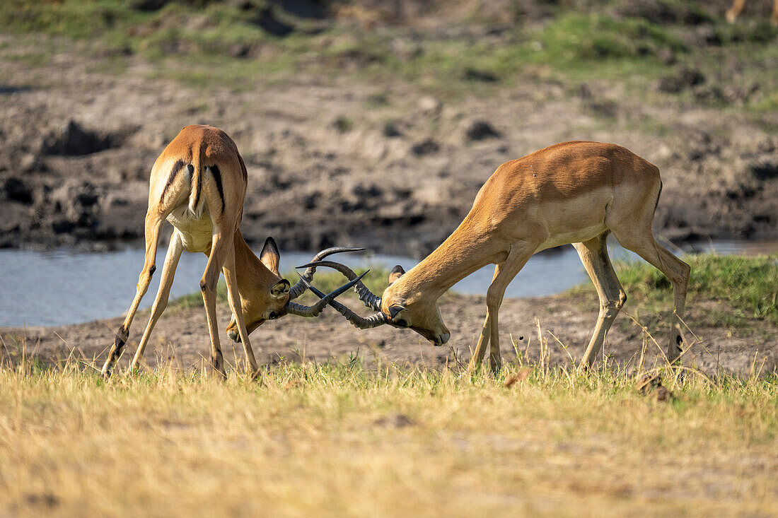 Nahaufnahme von zwei männlichen Impalas (Aepyceros melampus), die am Flussufer mit ihren Hörnern kämpfen, Chobe National Park, Chobe, Bostwana