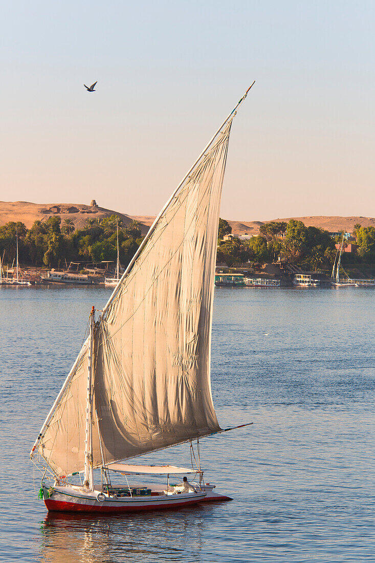 Felukenfahrt auf dem Nil mit den Adelsgräbern und Qubbet el-Hawa im Hintergrund am Westufer des Flusses, während ein Vogel vorbeifliegt, Assuan, Ägypten, Afrika