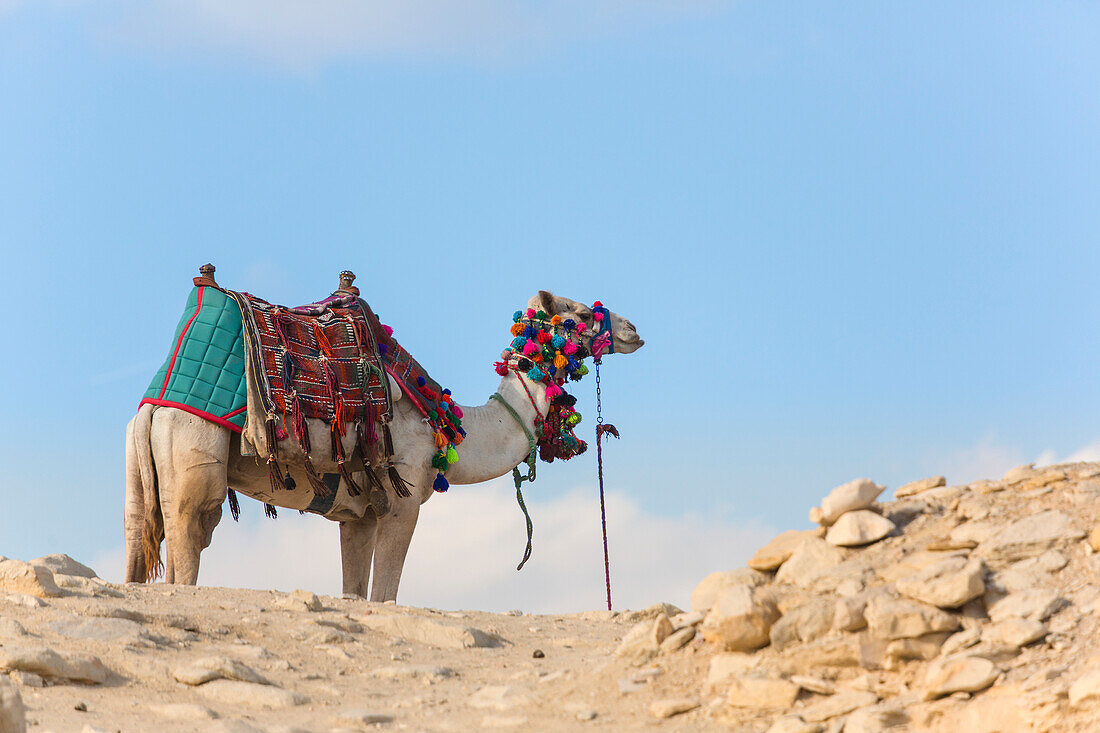 Dekoriertes Kamel an der Stufenpyramide von Djoser, der ältesten bekannten traditionellen Reise in Saqqara, Ägypten, Saqqara, Ägypten