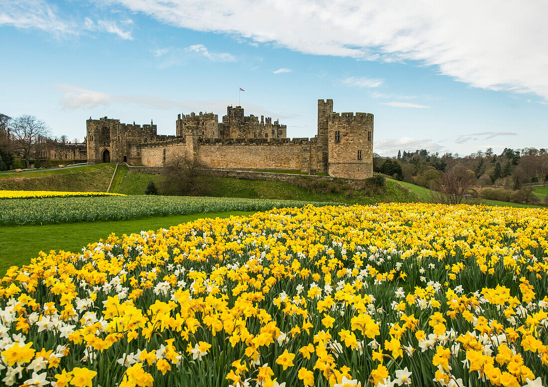 Weiße und gelbe Narzissen am Rande von Alnwick Castle, Northumberland, England