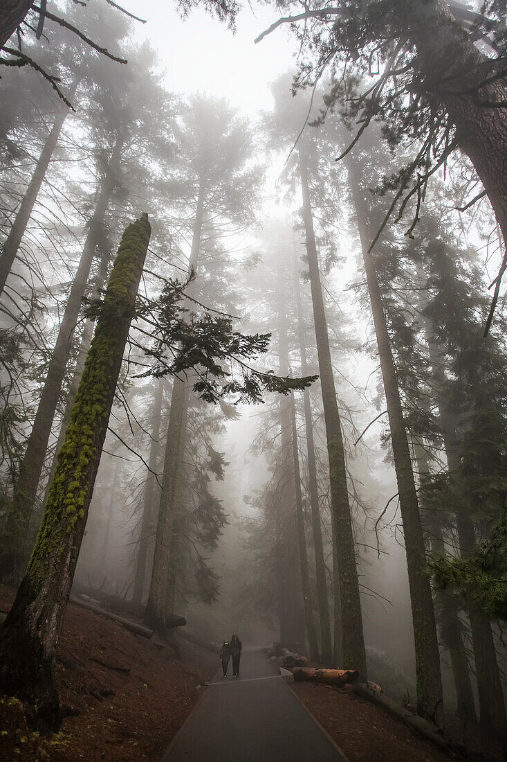 Two people walking in Sequoia National Park,Visalia,California,United States of America