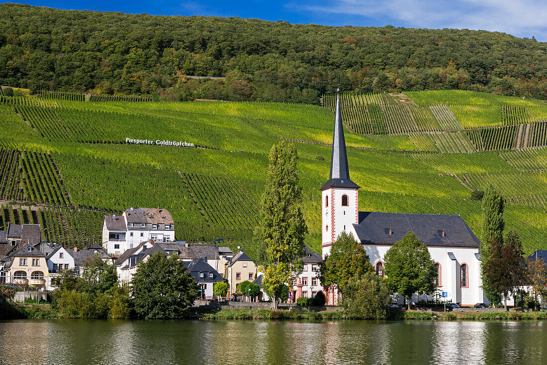 White church and village along riverbank with rows of vineyards on steep river valley covered with trees on top with blue sky,Piesport,Germany