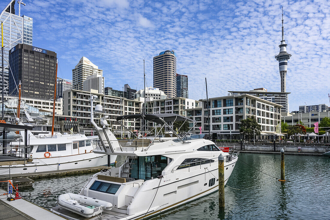 Boote im Jachthafen, Auckland, Neuseeland