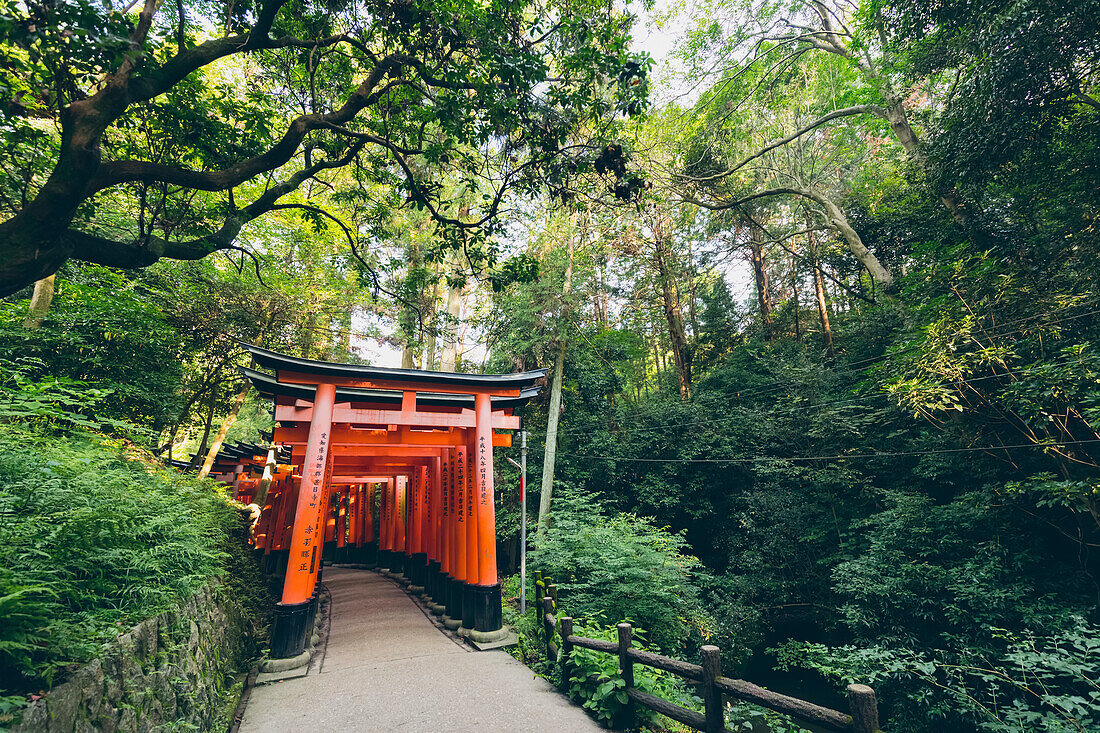 Torii gates of Fushimi Inari Taisha,Kyoto,Kansai,Japan