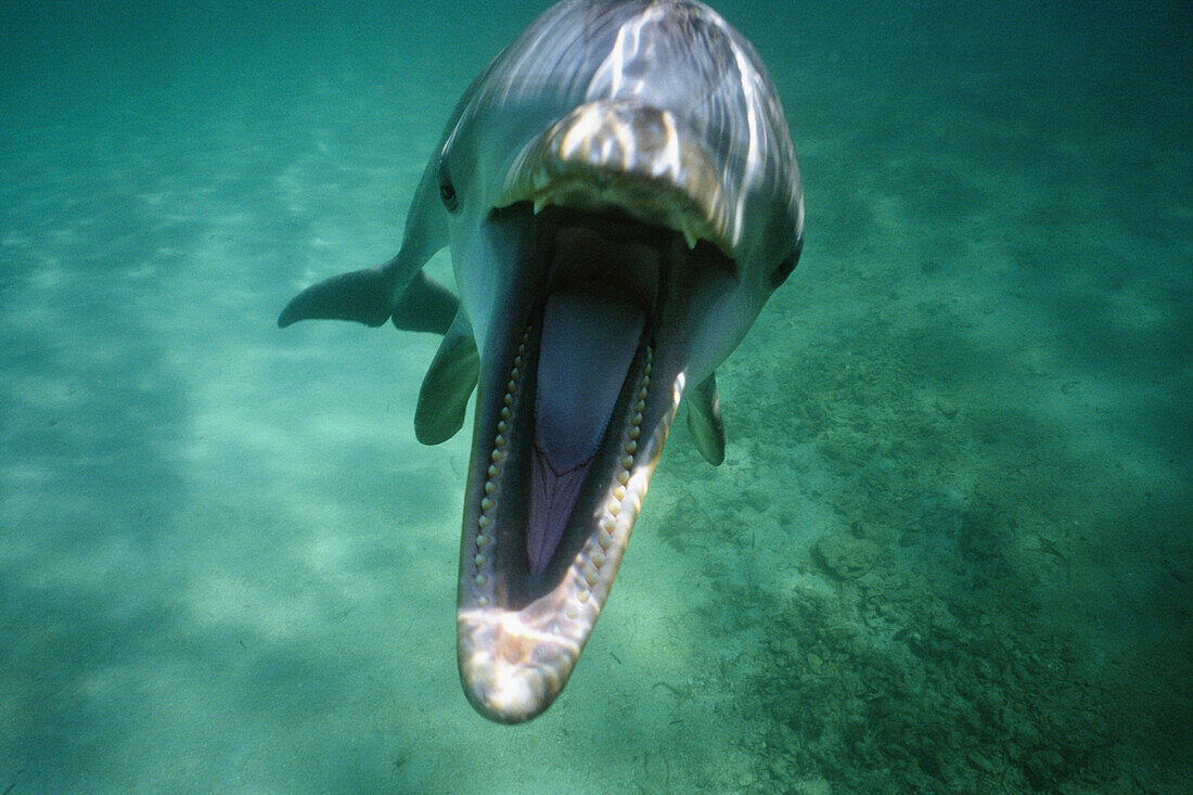 Tümmler (Tursiops truncatus) mit weit geöffnetem Maul, das auf die Kamera gerichtet ist, Honduras