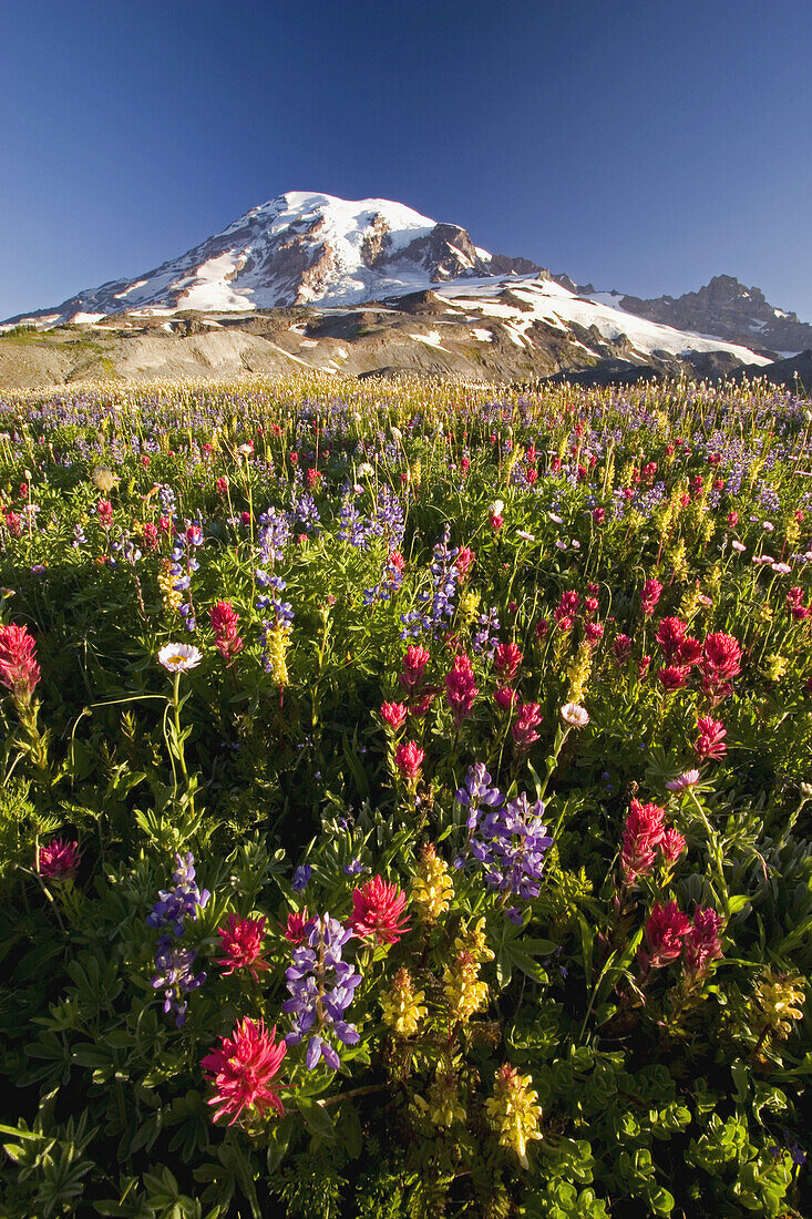 Schneebedeckter Mount Rainier vor einem blauen Himmel mit Wildblumen im Vordergrund, Paradise, Washington, Vereinigte Staaten von Amerika