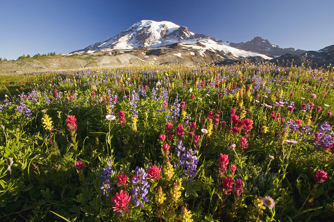 Schneebedeckter Mount Rainier vor blauem Himmel mit Wildblumen im Vordergrund, Paradise, Washington, Vereinigte Staaten von Amerika