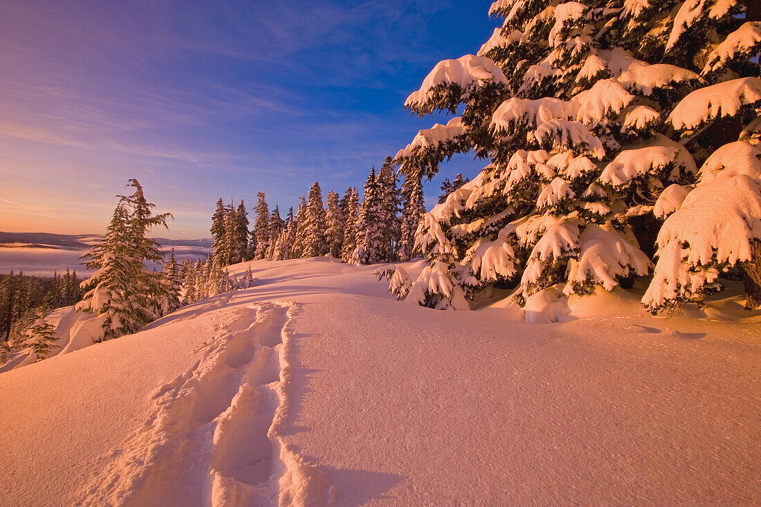 Footprints leading through untouched snow on Mount Hood at dawn,with warm coloured sunlight reflecting on the snow,Oregon,United States of America