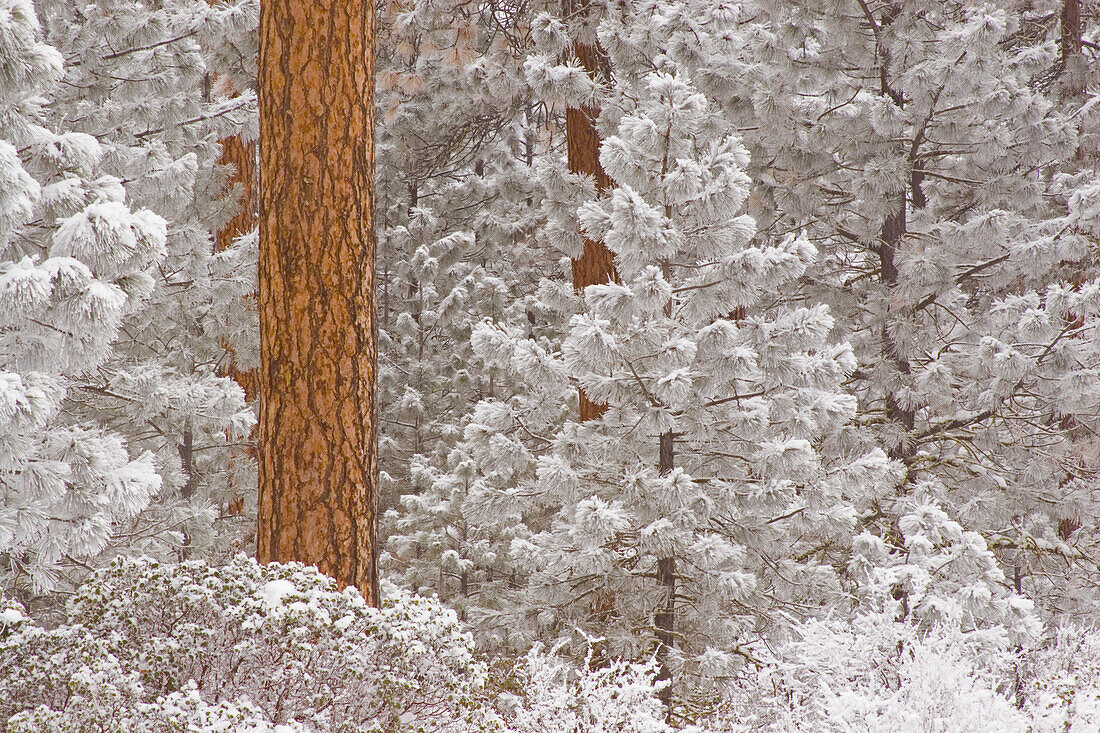 Schneebedeckte Ponderosa-Kiefern (Pinus ponderosa), Mount Hood National Forest, Oregon, Vereinigte Staaten von Amerika