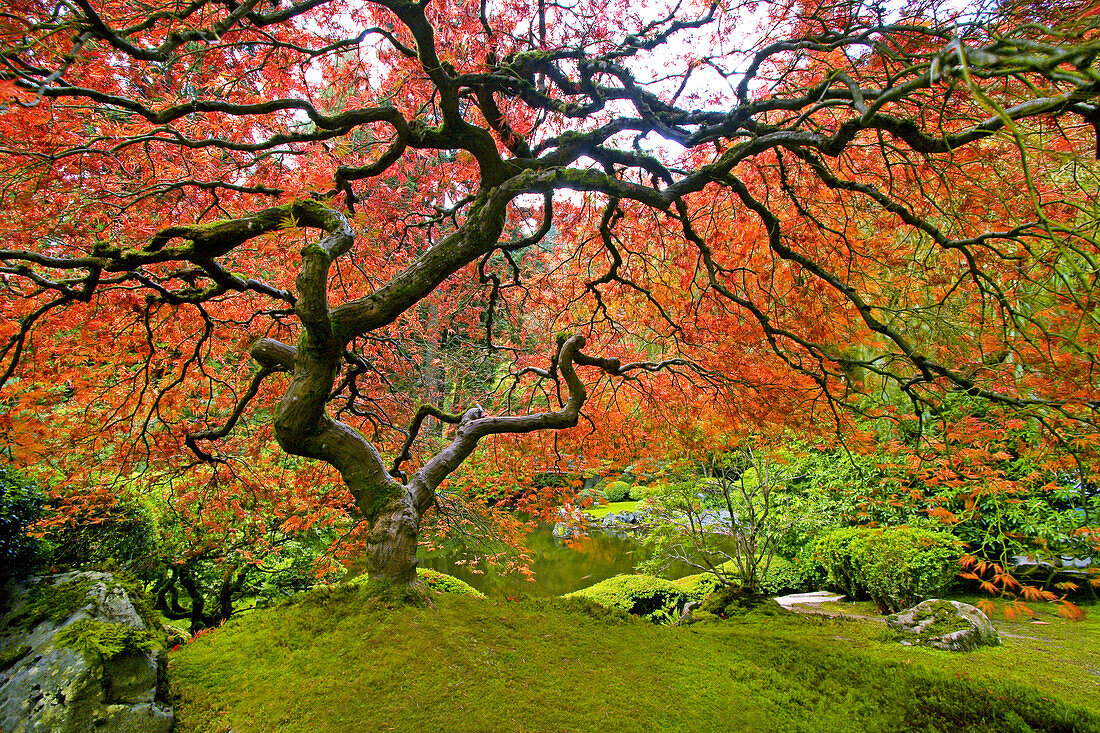 Japanischer Ahorn (Acer palmatum) mit herbstlich gefärbtem Laub und üppigen Pflanzen mit Moos, Portland Japanese Garden, Portland, Oregon, Vereinigte Staaten von Amerika