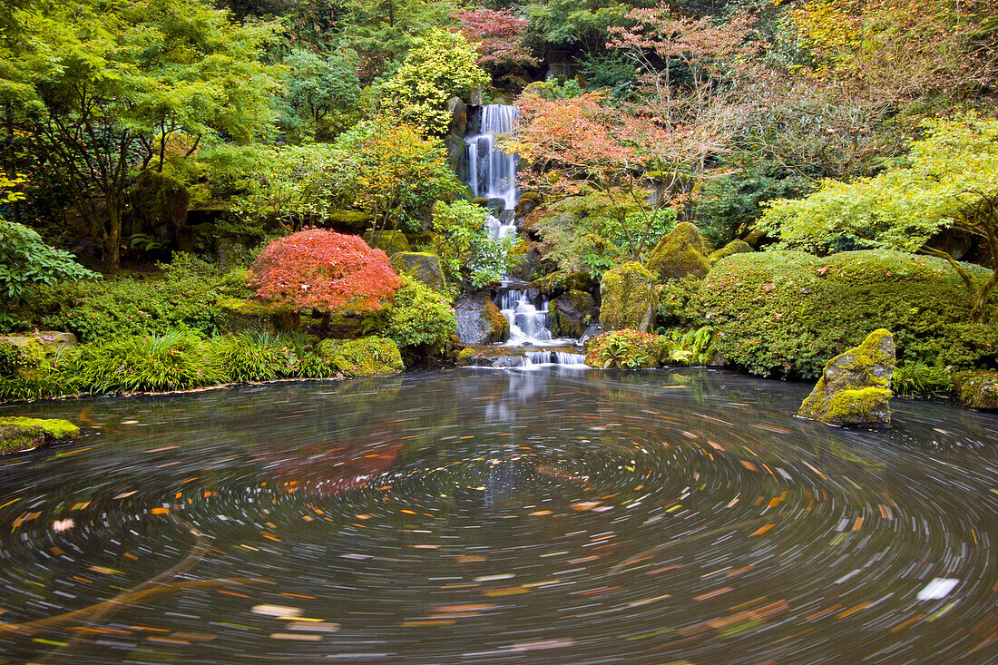 Herbstfarbenes Laub und eine Reihe von Wasserfällen, die zu einem ruhigen Teich mit üppigen Pflanzen mit Moos führen, Portland Japanese Garden, Portland, Oregon, Vereinigte Staaten von Amerika