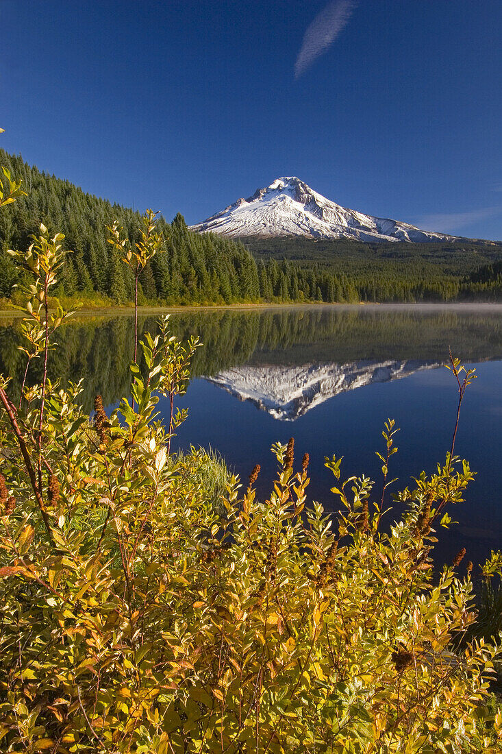 Mount Hood spiegelt sich in einem ruhigen Trillium Lake mit Nebel über der Wasseroberfläche entlang der Uferlinie und herbstlich gefärbtem Laub im Vordergrund, Mount Hood National Forest, Oregon, Vereinigte Staaten von Amerika