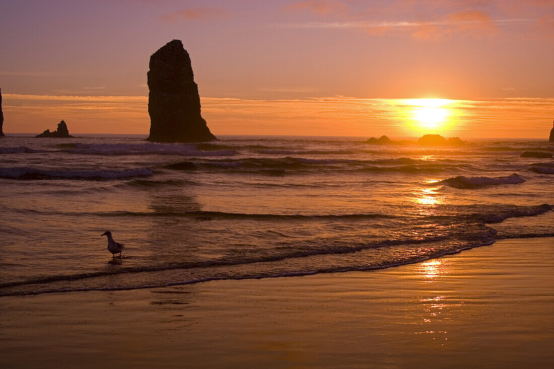 Silhouetted sea stacks along the Oregon coast at sunset and a bird wading in the surf,Oregon,United States of America