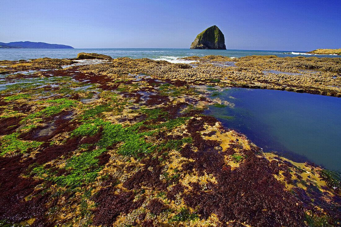 A sea stack named 'Haystack Rock' near Cape Kiwanda,with colourful foliage on the shore around tide pools,Oregon coast,Oregon,United States of America