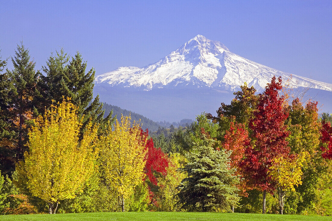 Leuchtende Herbstfarben an den Bäumen unterhalb des Mount Hood, Mount Hood National Forest, Happy Valley, Oregon, Vereinigte Staaten von Amerika