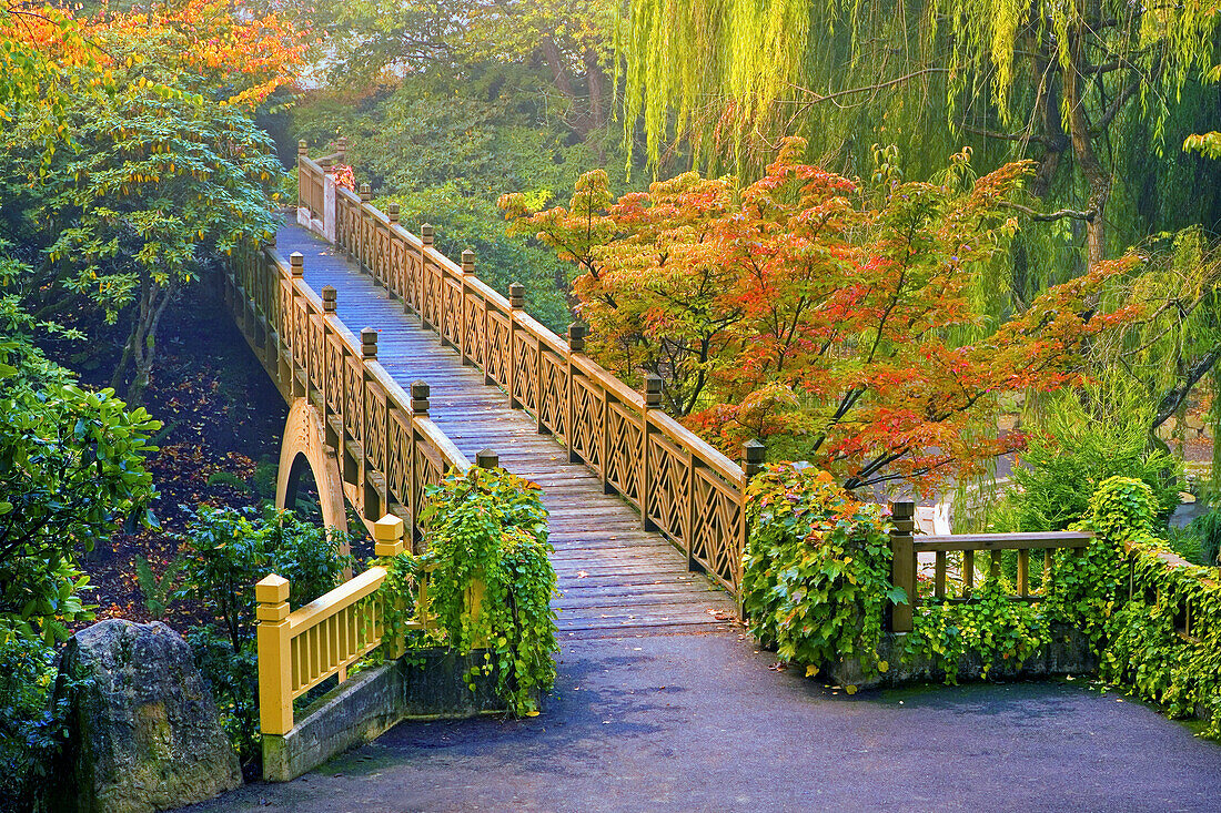 Crystal Springs Rhododendron Garden im Herbst,mit schönem bunten Laub und Nebel,Portland,Oregon,Vereinigte Staaten von Amerika