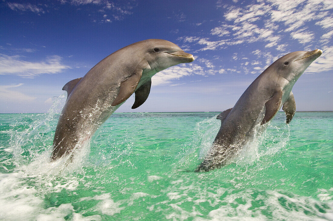 Two bottlenose dolphins (Tursiops truncatus) jumping in the air side by side in the turquoise water of the Caribbean,Roatan,Honduras
