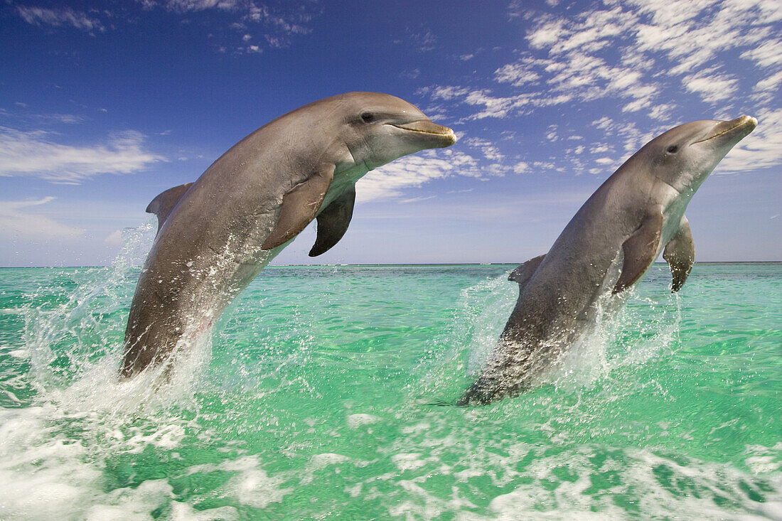 Zwei Große Tümmler (Tursiops truncatus), die nebeneinander im türkisfarbenen Wasser der Karibik in die Luft springen, Roatan, Honduras