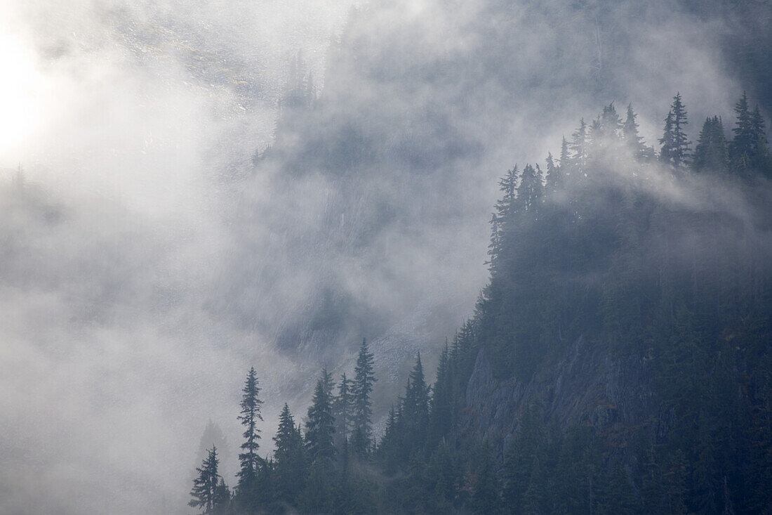 Cloud obscuring forest on a mountainside,Mount Rainier National Park,Washington,United States of America