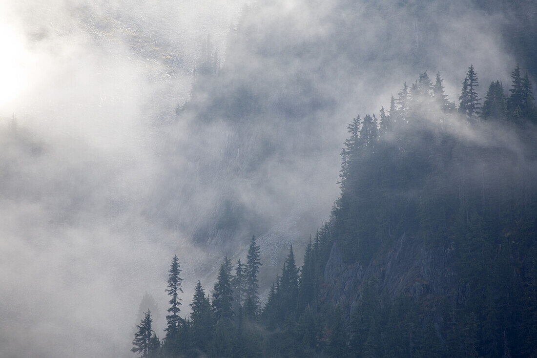 Wolke verdunkelt Wald an einem Berghang, Mount Rainier National Park, Washington, Vereinigte Staaten von Amerika