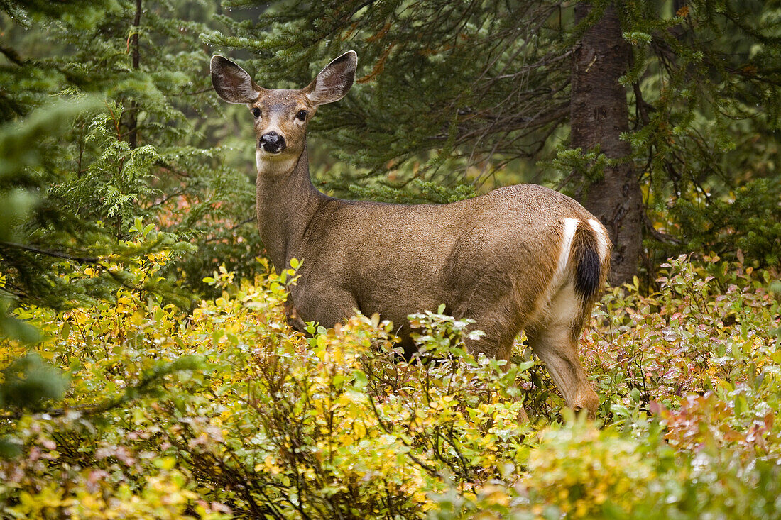 White-tailed deer (Odocoileus virginianus) foraging in a forest and looking at the camera,Mount Rainier National Park,Washington,United States of America