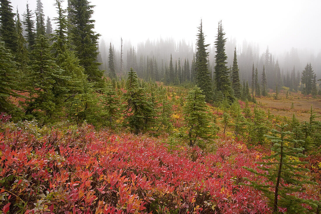 Autumn colours in a forest with fog,Mount Rainier National Park,Washington,United States of America