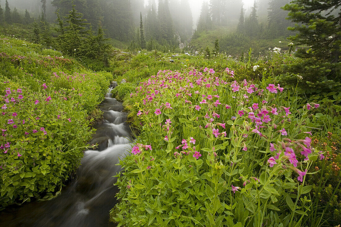 Wildblumen entlang eines fließenden Baches in einem nebligen Wald, Mount Rainier National Park,Washington,Vereinigte Staaten von Amerika