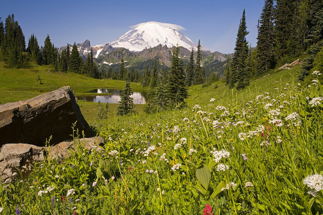 Mount Rainier und Wildblumen auf einer Wiese im Vordergrund, Mount Rainier National Park, Washington, Vereinigte Staaten von Amerika