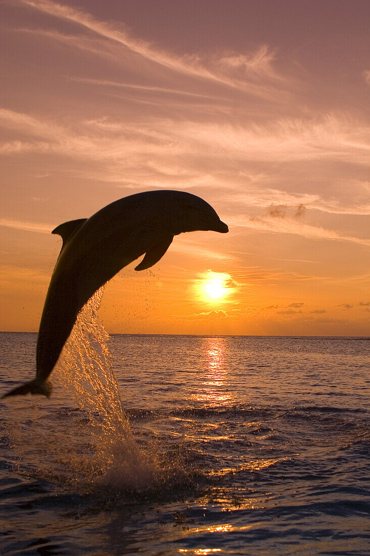 Bottlenose Dolphin (Tursiops truncatus) splashes as it leaps from the water against a golden glowing sun at sunset,Caribbean