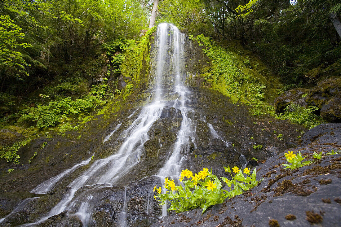 Waterfall from a stream in a lush forest,Mount Rainier National Park,Washington,United States of America