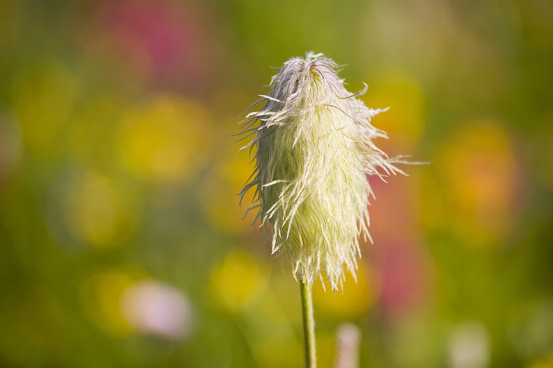 Einzigartige weiße Wildblume mit buntem Bokeh-Hintergrund im Mount Rainer National Park, Washington, Vereinigte Staaten von Amerika