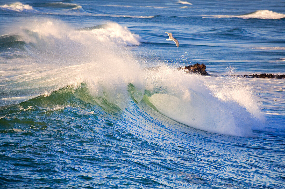 Ocean waves breaking and crashing into the shore with a seabird flying above,Cape Kiwanda,Oregon,United States of America