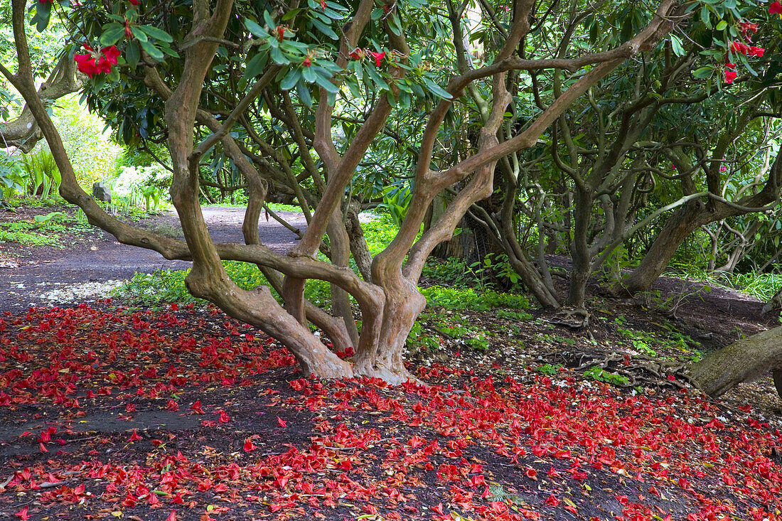 Rhododendron petals on the ground below a tree along a path in Crystal Springs Rhododendron Garden,Portland,Oregon,United States of America