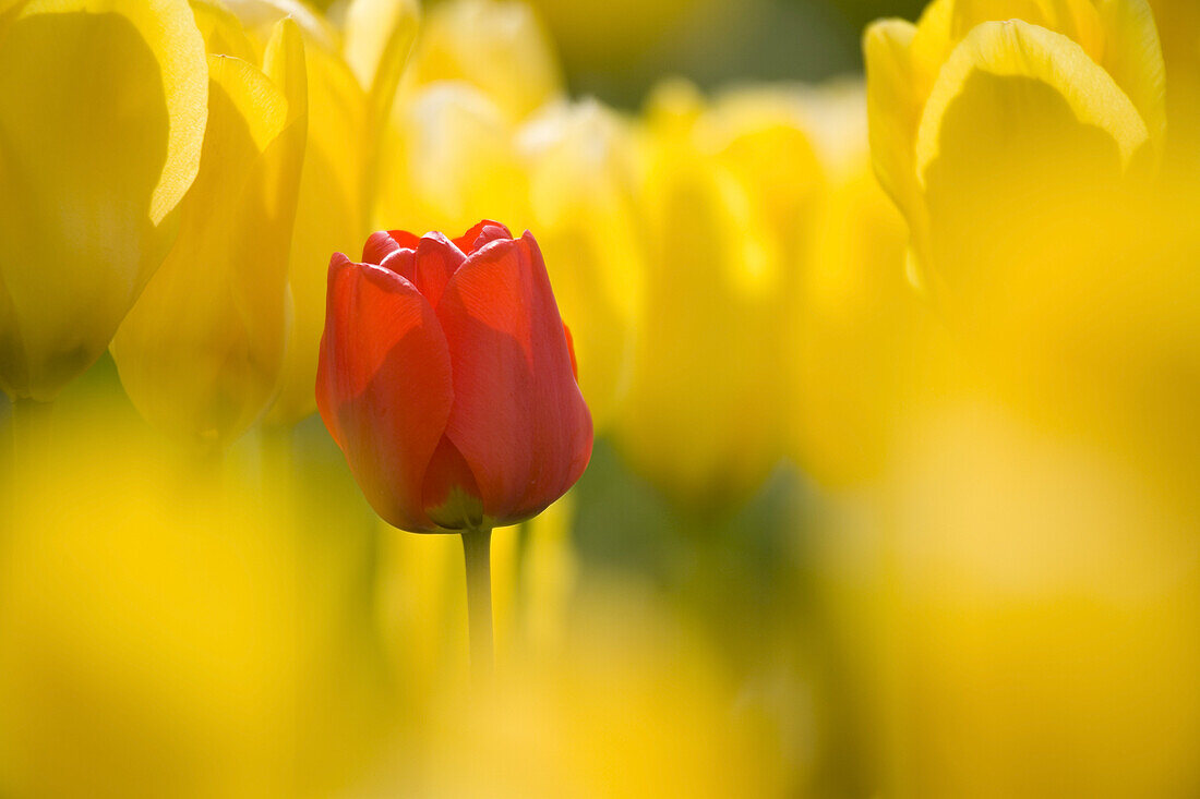 Nahaufnahme und selektiver Fokus auf eine rote Tulpe inmitten leuchtend gelber Tulpen in einem Feld, Wooden Shoe Tulip Farm, Oregon, Vereinigte Staaten von Amerika