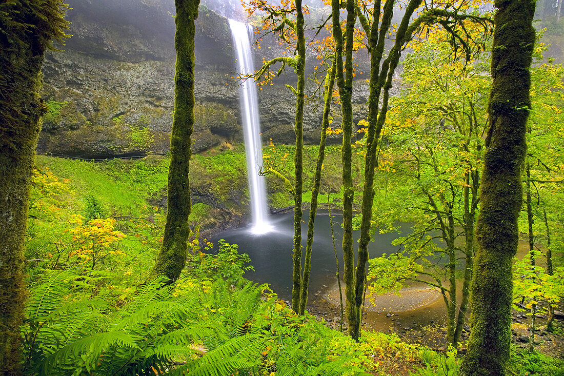 Wasserfall in einen Pool in einem üppigen Wald, South Falls im Silver Falls State Park, Oregon, Vereinigte Staaten von Amerika